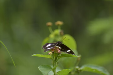 Hypolimnas bolina-female, Great eggfly -female. Taken at Krohn Conservatory butterfly show