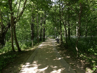 Naklejka premium footpath in the woods