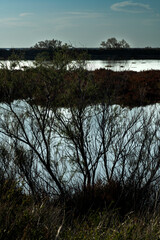 Paysage de Camargue en France autour de  l'&eacute;tang du Fangassier
