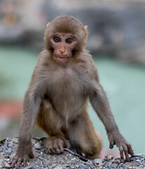 A young Indian monkey sits in the foreground with an urban cityscape in the background. The primate's curious expression contrasts with the busy environment, highlighting wildlife adaptation in urban 