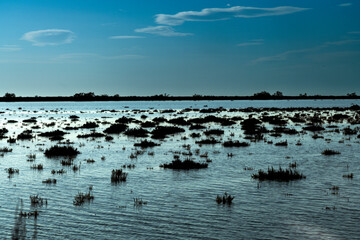 Paysage de Camargue en France autour de  l'&eacute;tang du Fangassier
