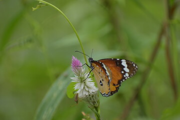 Plain tiger-Danaus chrysippus from Vaniyambalam 