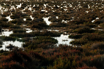 Paysage de Camargue en France autour de  l'étang du Fangassier