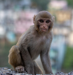 portrait of a macaque looking straight in the camera with a hilly town and river in background