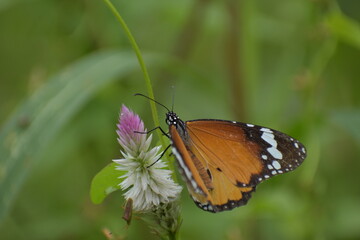 Fototapeta premium Plain tiger-Danaus chrysippus from Vaniyambalam 