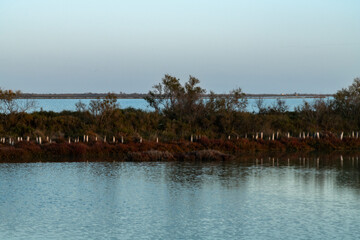 Paysage de Camargue en France autour de  l'&eacute;tang du Fangassier