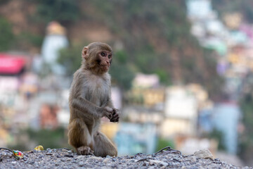 A young Indian monkey sits in the foreground with an urban cityscape in the background. The...