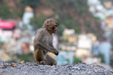 A young Indian monkey sits in the foreground with an urban cityscape in the background. The primate's curious expression contrasts with the busy environment, highlighting wildlife adaptation in urban 