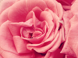 Romantic Love Single Rose Flower Close Up