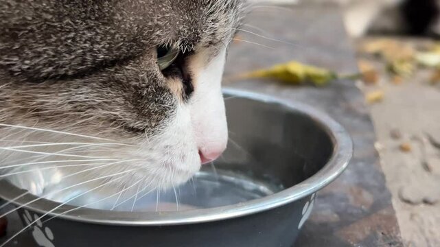 Horizontal video. Cat face close up. Homeless stray street cat drinks water from gray bowl. Concept of domestic animal, pet care, drinking, wild life, lunch, breakfast, dinner in Tbilisi. Georgia. Day