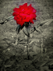 Romantic Love Single Rose Flower Close Up