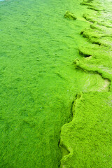 Tongue of shell-sand, sand spit with algae (Cladophora) shore. The ridge is covered with steppe vegetation. Winter Lagoon of Azov Sea.
