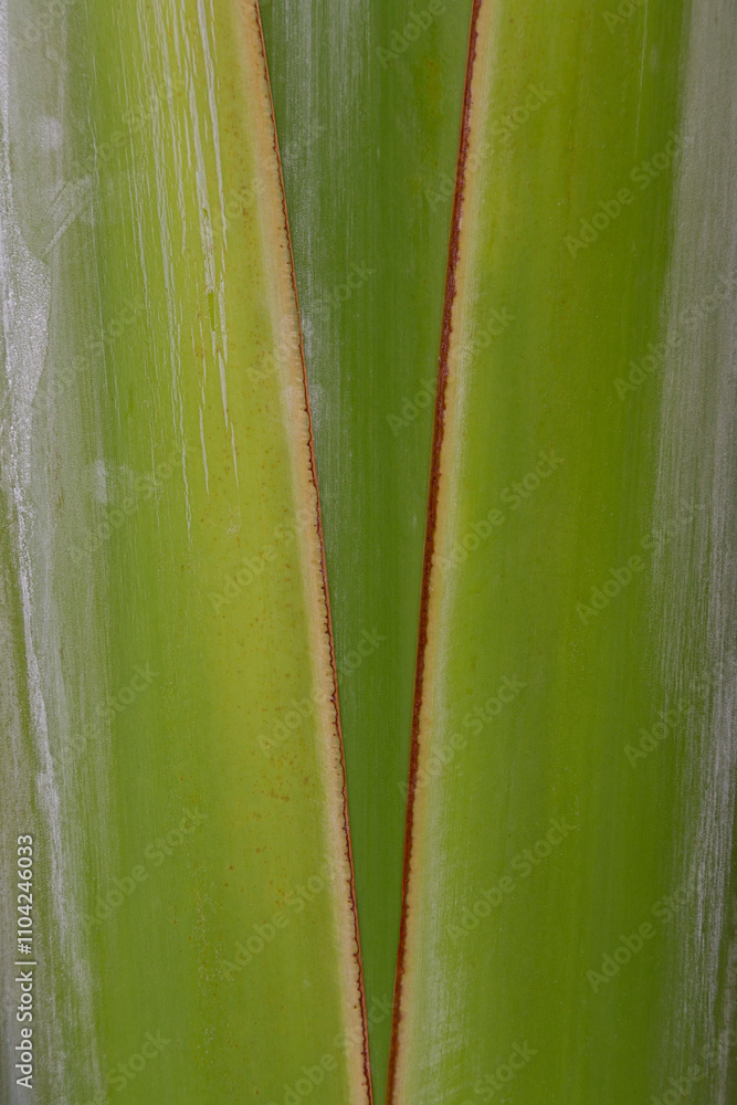 Poster macro close-up of a green tropical leaf. abstract full frame natural textured background with copy s