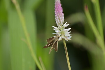 Gegenes nostrodamus Dingy Swift Butterfly