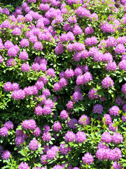 Obraz premium Purple Rhododendron Bush in Bloom