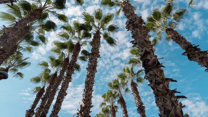beautiful tall palm trees against the background of blue sky and white clouds
