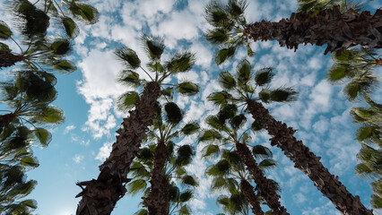 beautiful tall palm trees against the background of blue sky and white clouds