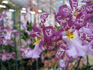 Orchid Petal Flower Blossoms in Greenhouse