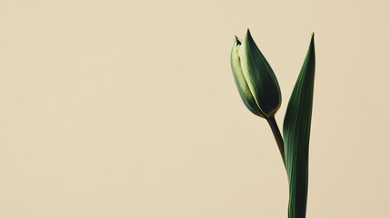 Obraz premium A solitary rich emerald tulip isolated against a soft beige background, close-up shot, Minimalist style