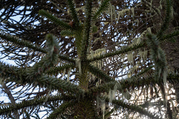Exotic flora. Closeup view of an Araucaria araucana, also known as Monkey Puzzle Tree, branches and green leaves growing lichen