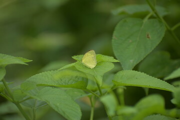 Lemon Emigrant (Catopsilia pomona)