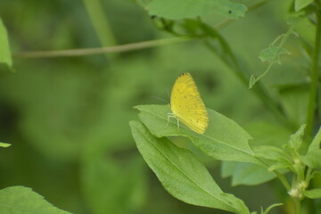 Junonia atlites - Gray pansy, Asia, Monsanto Insectarium