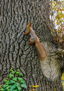Sciurus vulgaris - adult red squirrel on the background of the bark of an old oak tree, Ukraine
