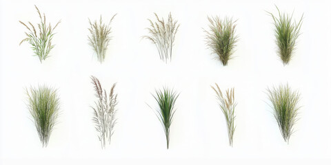Fototapeta premium set of Broomsedge bluestem with alpha mask, 3d rendering, for digital composition and architecture visualization 