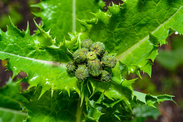 Cirsium arvense - Unopened flower buds of a weed in the garden, Ukraine