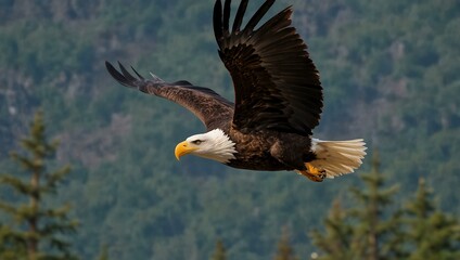 Fototapeta premium Bald eagle in flight.
