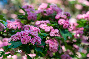 The hawthorn (Crataegus laevigata Paul's Scarlet)