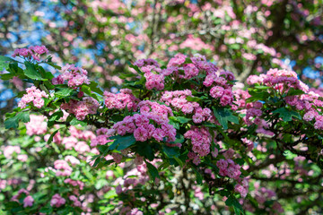 Fototapeta premium The hawthorn (Crataegus laevigata Paul's Scarlet)