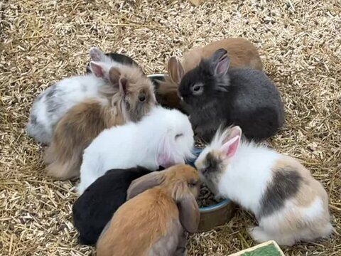 Beautiful little bunny together.
