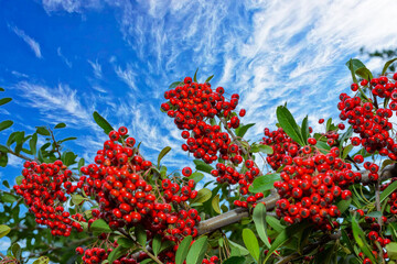 Pyracantha sp. - ornamental plant with red - yellow fruits with seeds against blue sky in garden,...