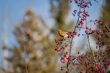 Fall Robin enjoying breakfast