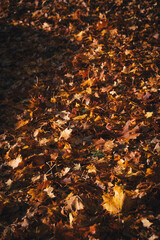 Leaves during autumn