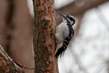 A foraging male downy woodpecker, feeding on insects in a tree