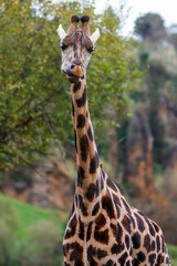 Jirafa sacando la lengua