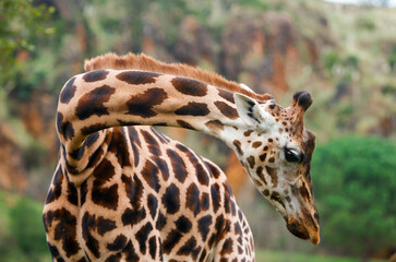 Jirafa con cuello girado