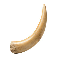 A large animal's tusk from the side. PNG