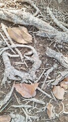 Dried roots of a tree in the soil with dry, colorless leaves