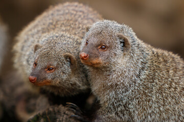 Mangostas acurrucadas