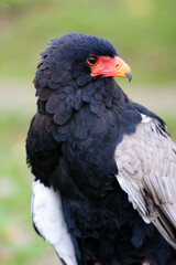 Águila volatinera 