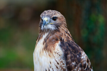 Águila ratonero