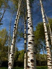 Fototapeta premium Betula Aetnensis Silver Birch tree.