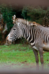 Cebra grevy de perfil