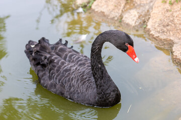 Fototapeta premium black swan on the lake