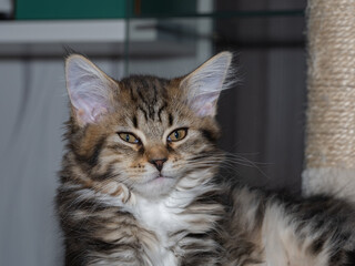 A cat with long fur and a striped face is sitting on a scratching post
