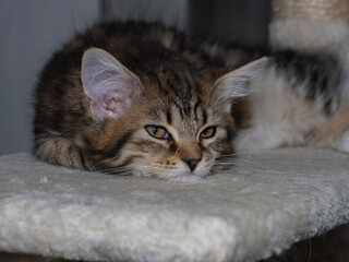 A cat is laying on a white surface with its eyes closed