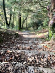 Stone steps in a forest path with fallen leaves and a soft-focus background, highlighting natural textures and the changing season. Orientation portrait.